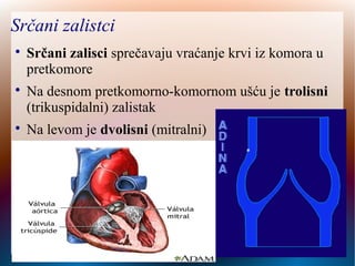 Srčani zalisci

Srčani zalisci sprečavaju vraćanje krvi iz komora u
pretkomore

Na desnom pretkomorno-komornom ušću je trolisni
(trikuspidalni) zalistak

Na levom je dvolisni (mitralni)
 