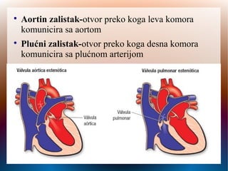 
Aortin zalistak-otvor preko koga leva komora
komunicira sa aortom

Plućni zalistak-otvor preko koga desna komora
komunicira sa plućnom arterijom
 