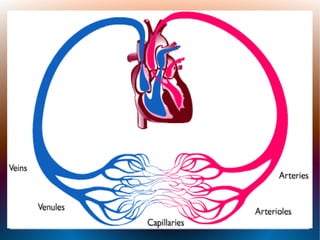 Srce, krvni i limfni sudovi