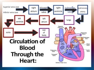 Srce, krvni i limfni sudovi