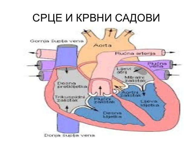 Srce i krvni sadovi
