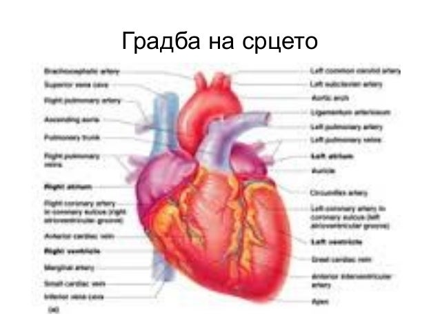 Srce i krvni sadovi