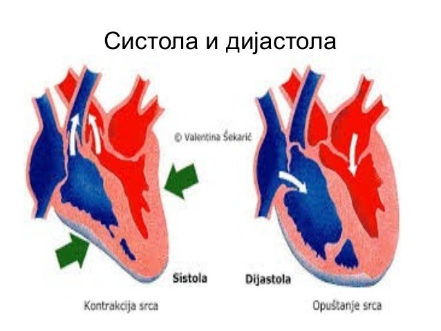 Srce i krvni sadovi