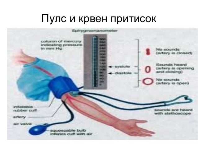 Srce i krvni sadovi