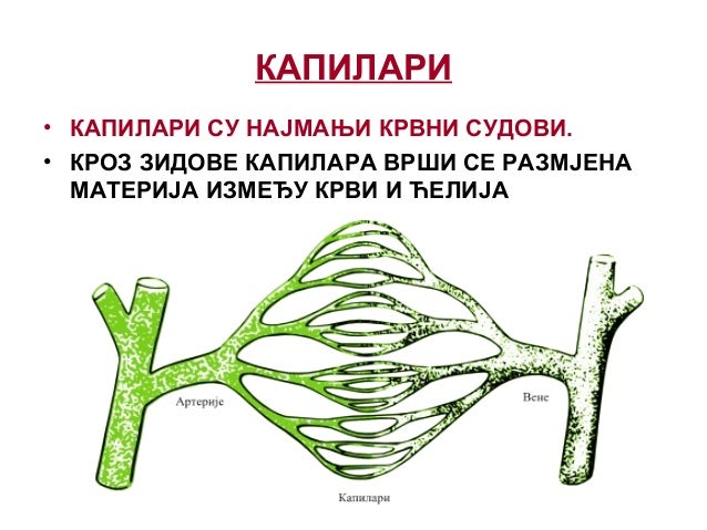 Srce i krvotok
