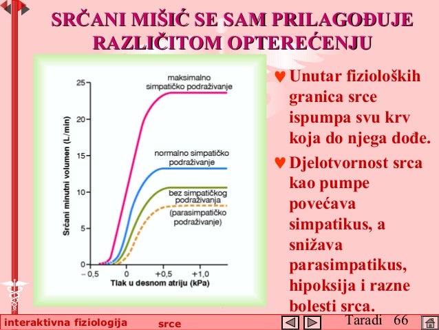 Simpatikus i parasimpatikus srce simpatikus i parasimpatikus srce