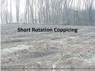 Short Rotation Coppicing 