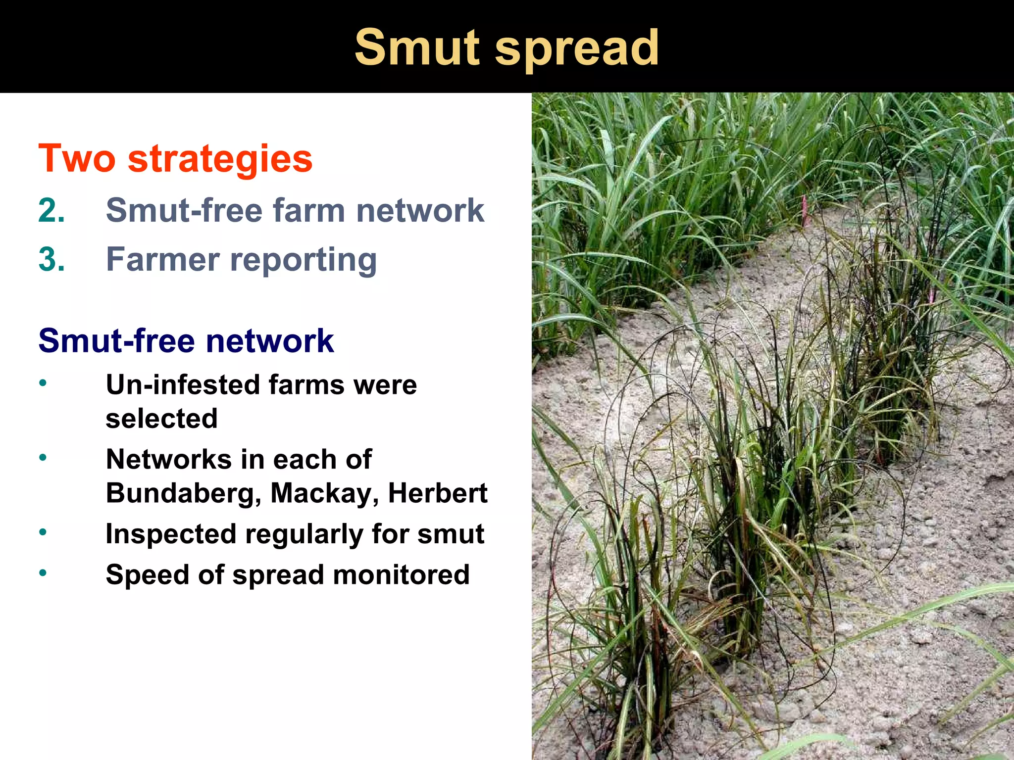 Smut spread Two strategies Smut-free farm network Farmer reporting Smut-free network Un-infested farms were selected Networks in each of Bundaberg, Mackay, Herbert Inspected regularly for smut Speed of spread monitored 