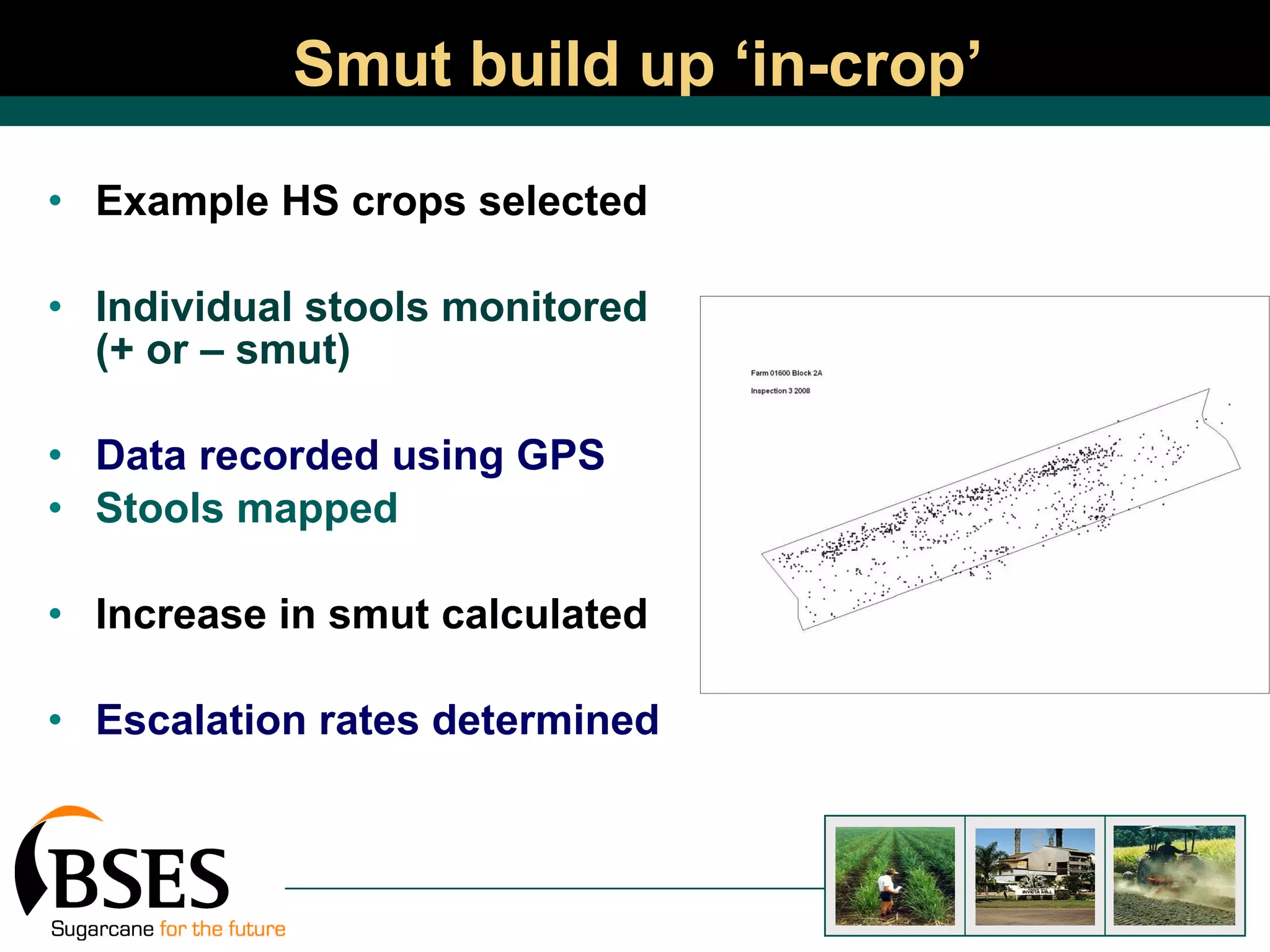 Smut build up ‘in-crop’ Example HS crops selected Individual stools monitored (+ or – smut) Data recorded using GPS Stools mapped Increase in smut calculated Escalation rates determined 