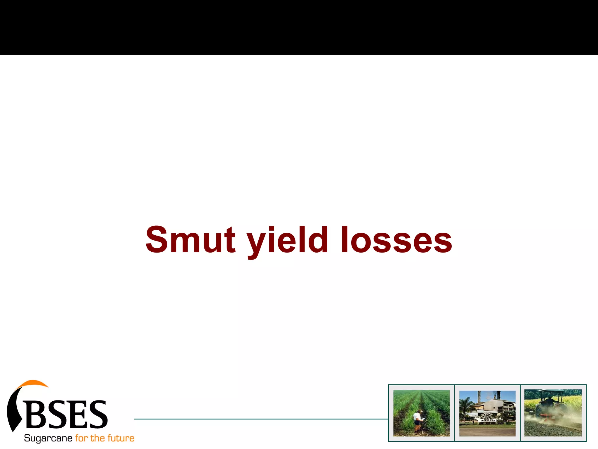 Smut yield losses 