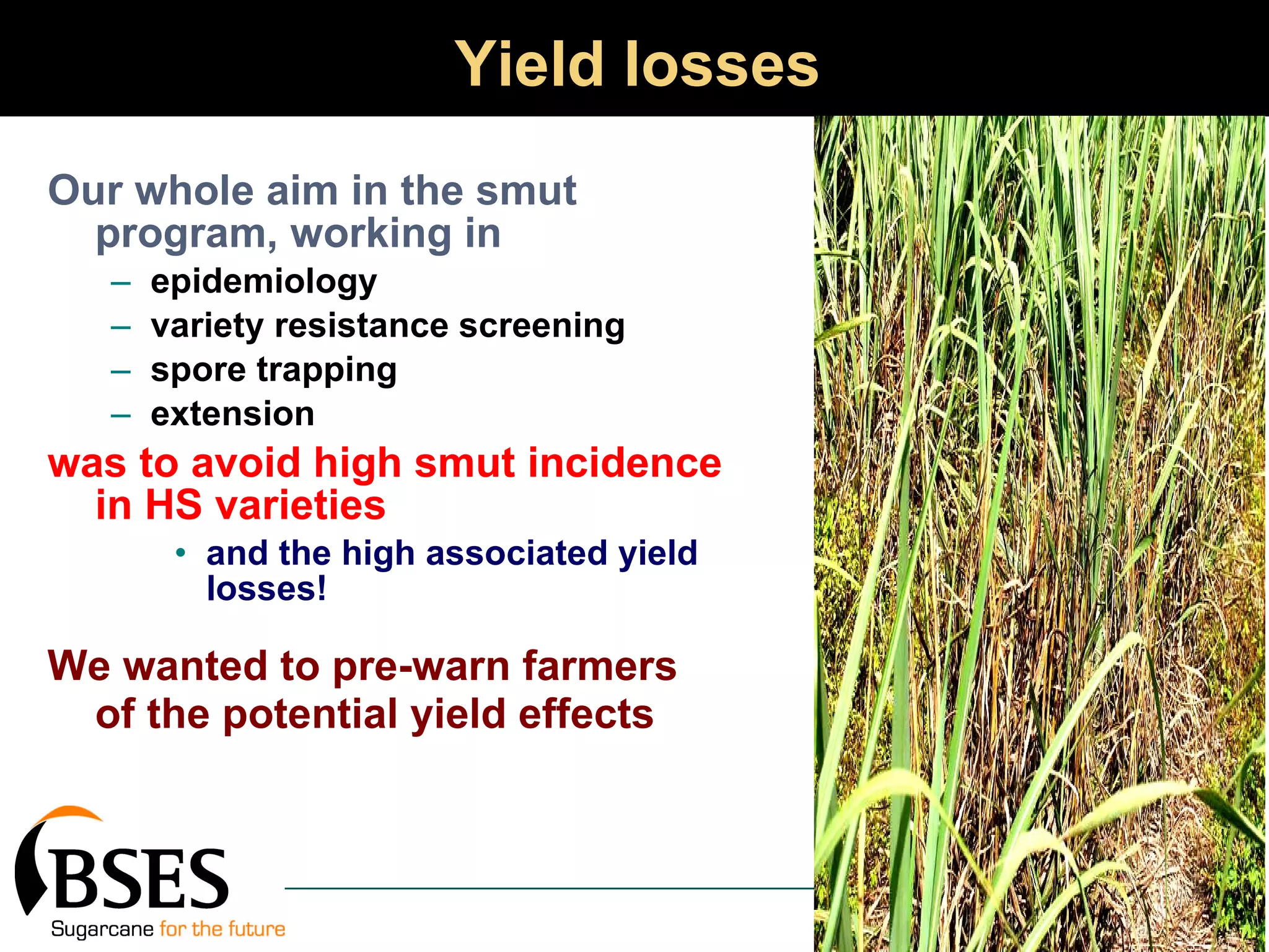 Yield losses Our whole aim in the smut program, working in epidemiology variety resistance screening spore trapping extension was to avoid high smut incidence in HS varieties and the high associated yield losses! We wanted to pre-warn farmers of the potential yield effects   
