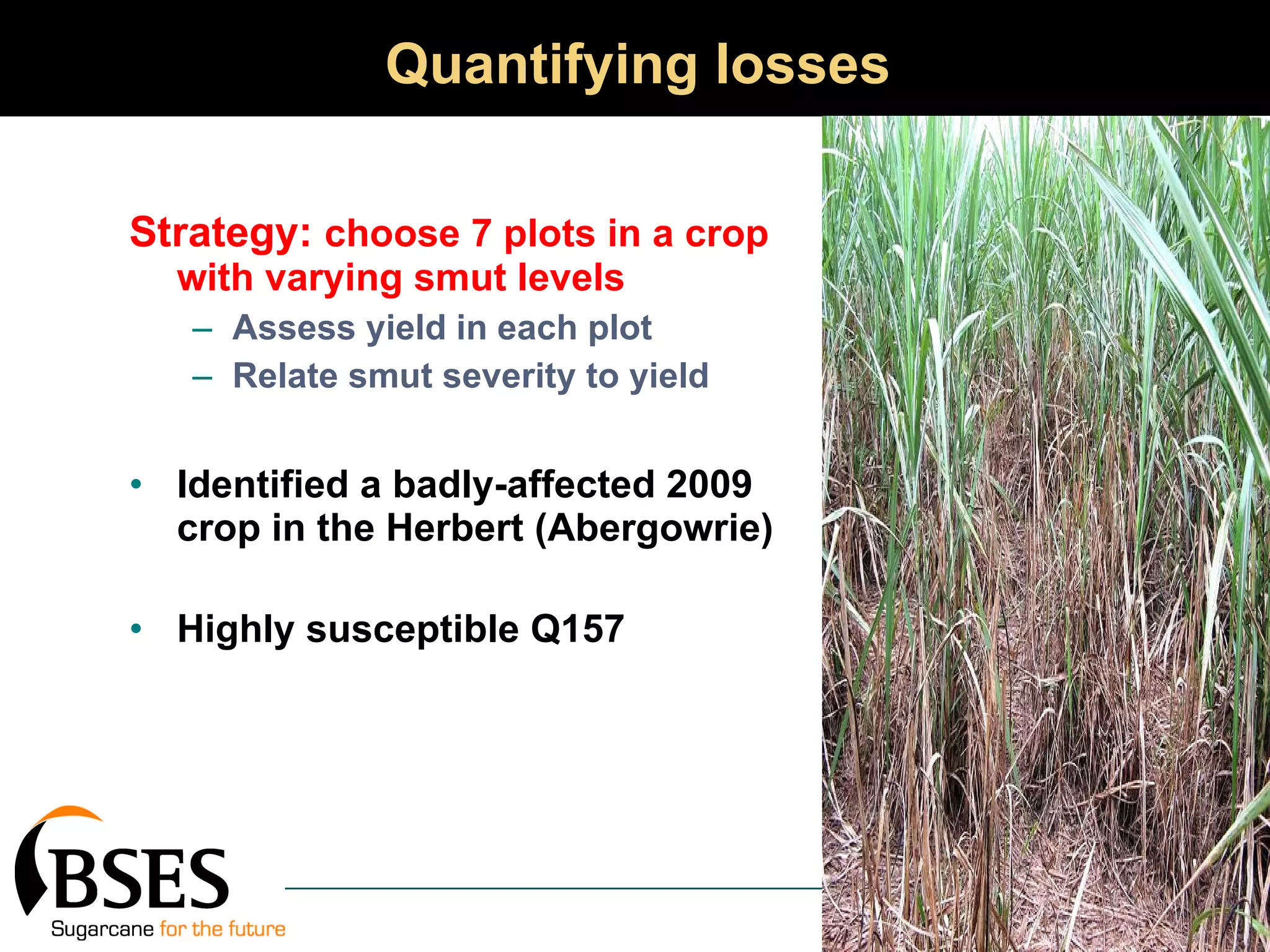 Quantifying losses Strategy:  choose 7 plots in a crop with varying smut levels Assess yield in each plot Relate smut severity to yield Identified a badly-affected 2009 crop in the Herbert (Abergowrie) Highly susceptible Q157 