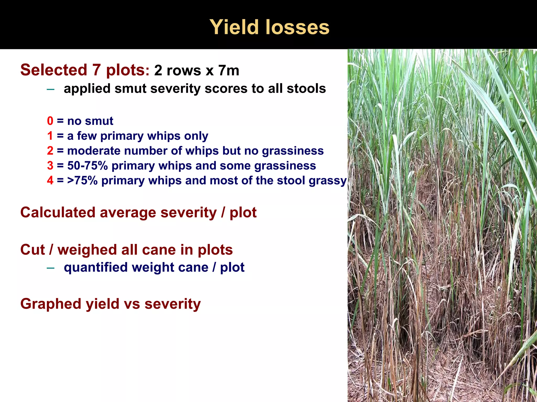 Yield losses Selected 7 plots :  2 rows x 7m applied smut severity scores to all stools  0  = no smut 1  = a few primary whips only 2  = moderate number of whips but no grassiness 3  = 50-75% primary whips and some grassiness 4  = >75% primary whips and most of the stool grassy Calculated average severity / plot Cut / weighed all cane in plots quantified weight cane / plot Graphed yield vs severity 