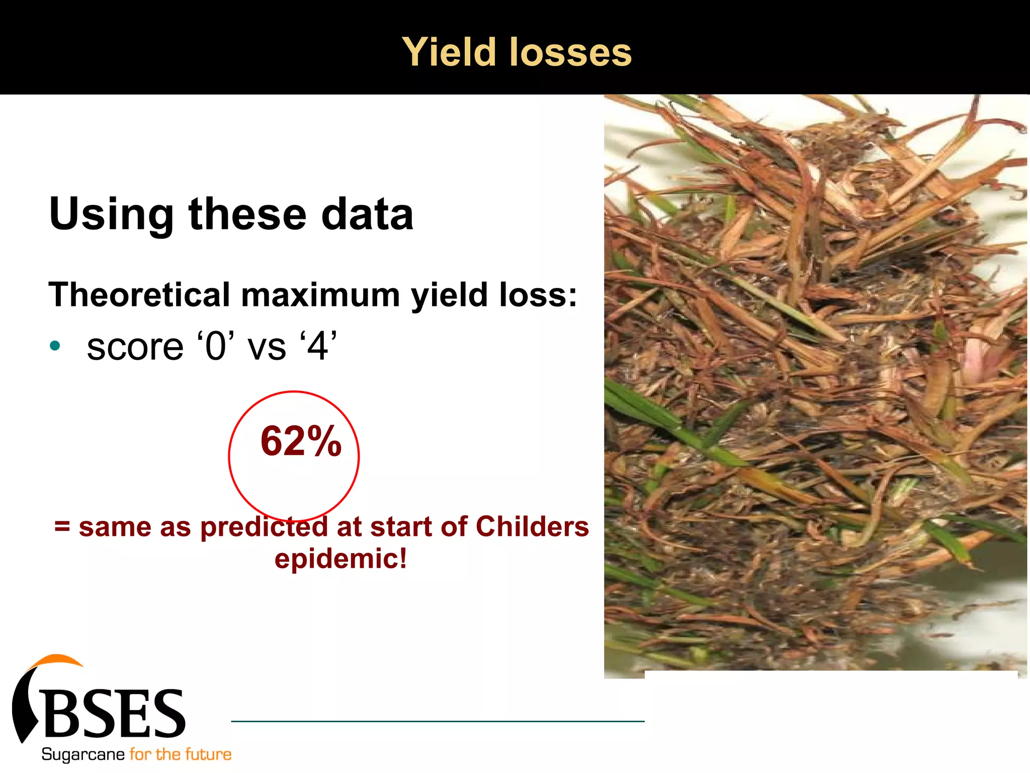 Yield losses Using these data   Theoretical maximum yield loss: score ‘0’ vs ‘4’  62% = same as predicted at start of Childers epidemic! 