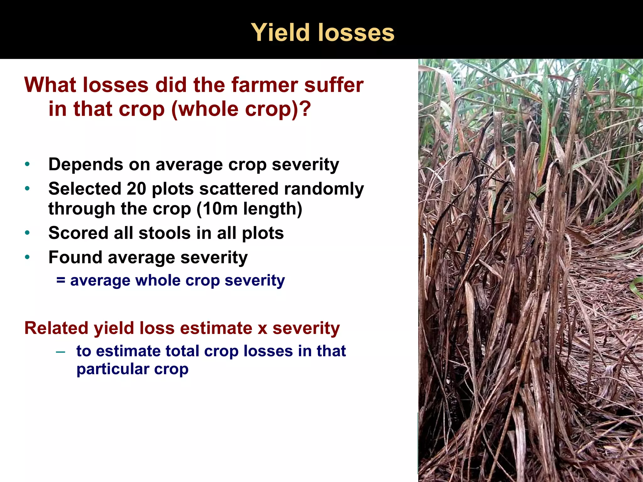 Yield losses What losses did the farmer suffer in that crop (whole crop)? Depends on average crop severity Selected 20 plots scattered randomly through the crop (10m length) Scored all stools in all plots Found average severity = average whole crop severity Related yield loss estimate x severity to estimate total crop losses in that particular crop 