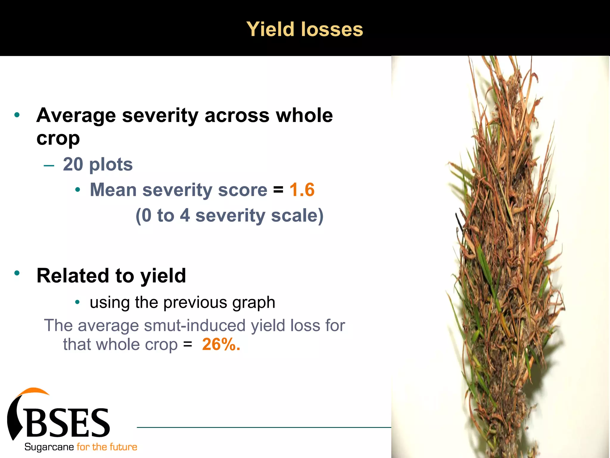 Average severity across whole crop 20 plots  Mean severity score  =  1.6  (0 to 4 severity scale) Related to yield   using the previous graph The average smut-induced yield loss for that whole crop  =  26%. Yield losses 