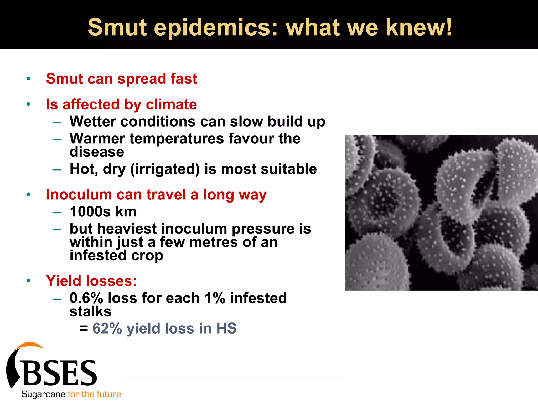 Smut epidemics: what we knew! Smut can spread fast Is affected by climate Wetter conditions can slow build up Warmer temperatures favour the disease Hot, dry (irrigated) is most suitable Inoculum can travel a long way 1000s km but heaviest inoculum pressure is within just a few metres of an infested crop  Yield losses:  0.6% loss for each 1% infested stalks  =  62% yield loss in HS 