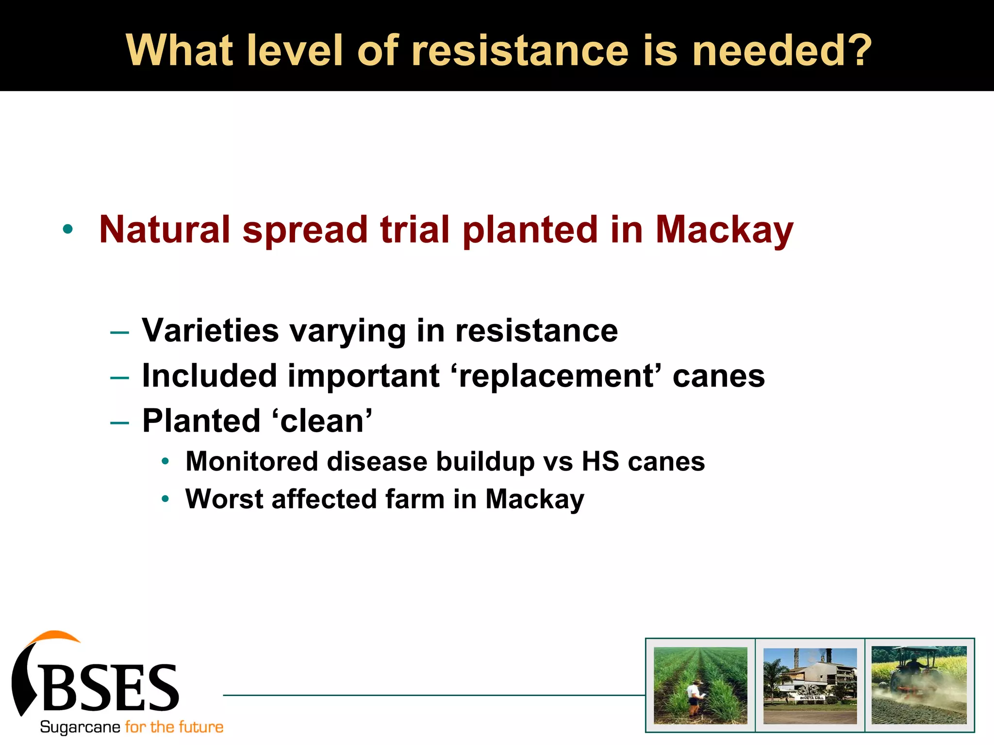 What level of resistance is needed? Natural spread trial planted in Mackay Varieties varying in resistance  Included important ‘replacement’ canes Planted ‘clean’ Monitored disease buildup vs HS canes Worst affected farm in Mackay 
