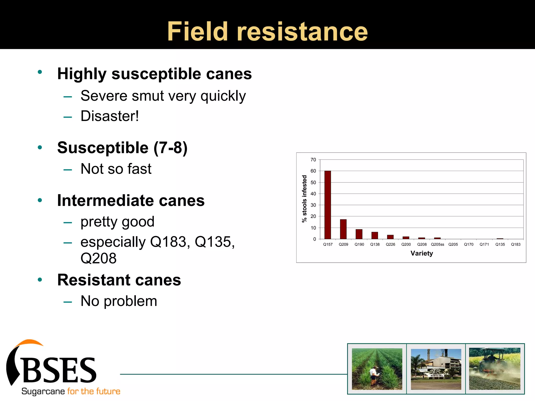 Highly susceptible canes   Severe smut very quickly Disaster! Susceptible (7-8) Not so fast Intermediate canes pretty good especially Q183, Q135, Q208 Resistant canes No problem Field resistance 