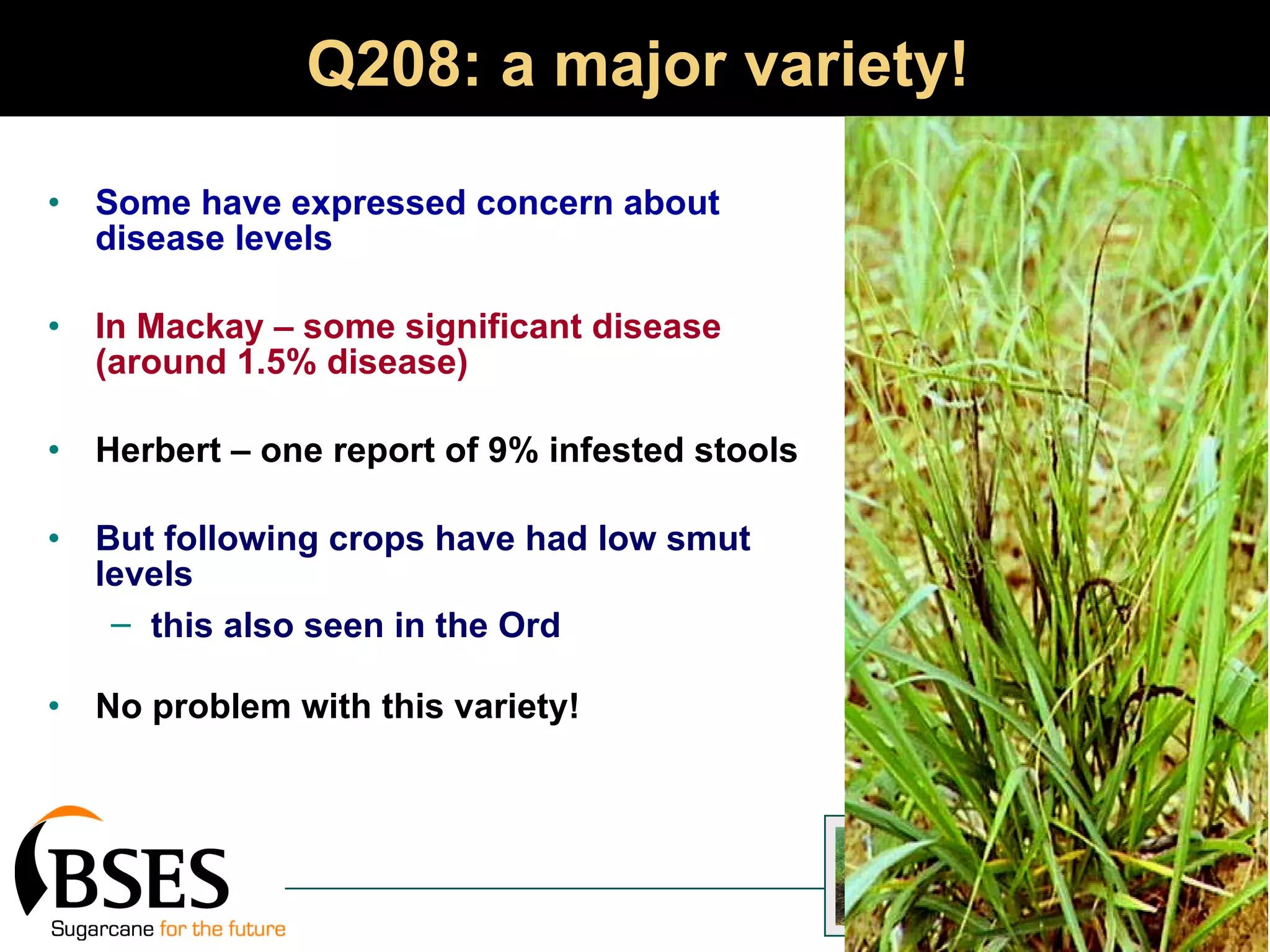 Q208: a major variety! Some have expressed concern about disease levels In Mackay – some significant disease (around 1.5% disease) Herbert – one report of 9% infested stools But following crops have had low smut levels this also seen in the Ord   No problem with this variety! 