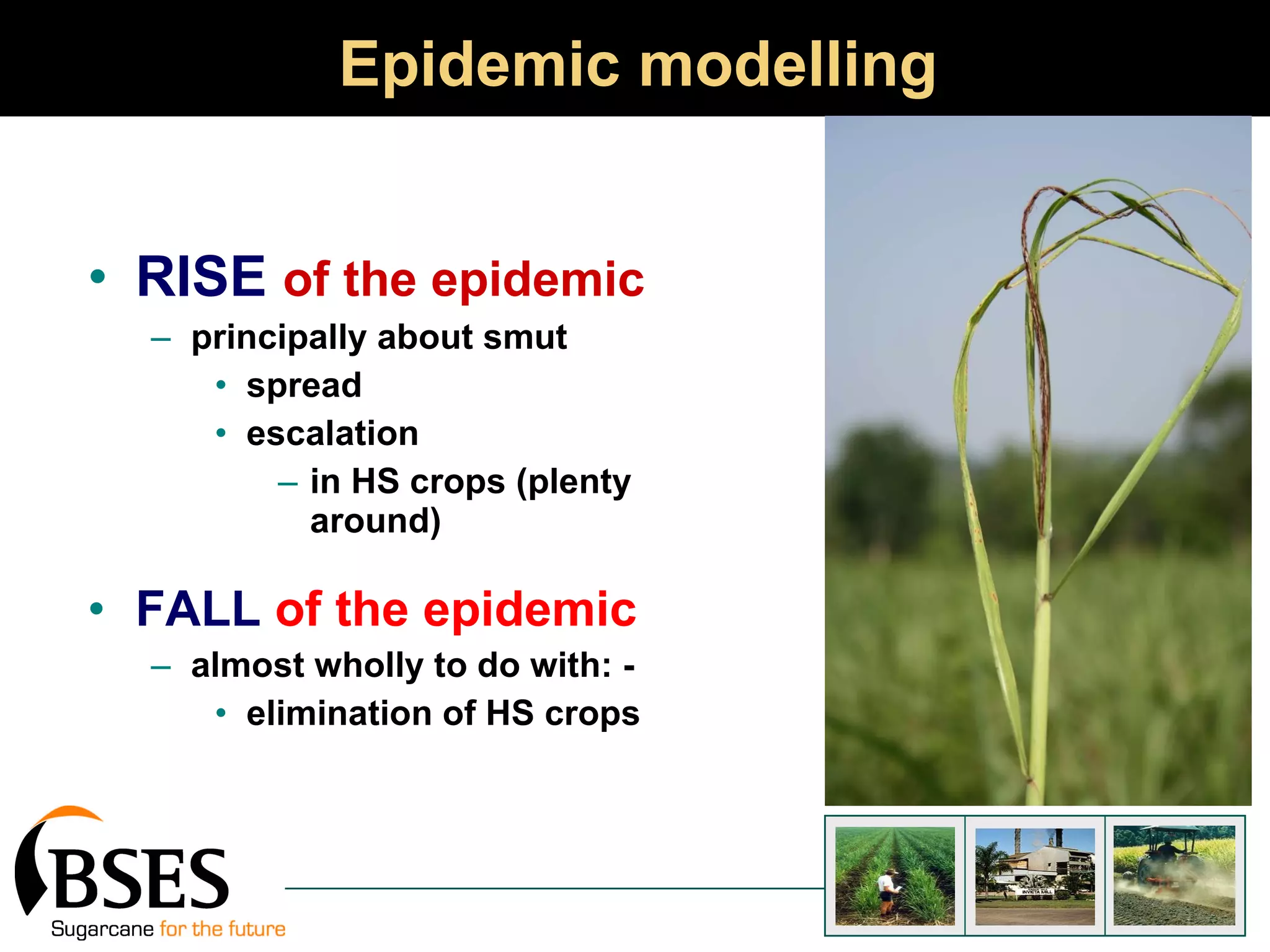 Epidemic modelling RISE   of the epidemic principally about smut spread escalation  in HS crops (plenty around) FALL   of the epidemic almost wholly to do with: - elimination of HS crops 