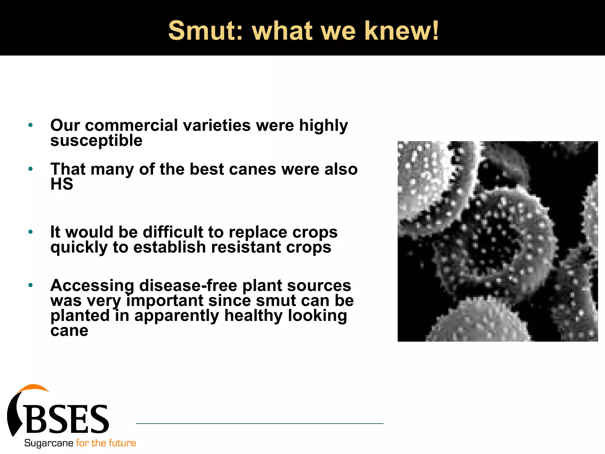 Smut: what we knew! Our commercial varieties were highly susceptible That many of the best canes were also HS It would be difficult to replace crops quickly to establish resistant crops Accessing disease-free plant sources was very important since smut can be planted in apparently healthy looking cane 