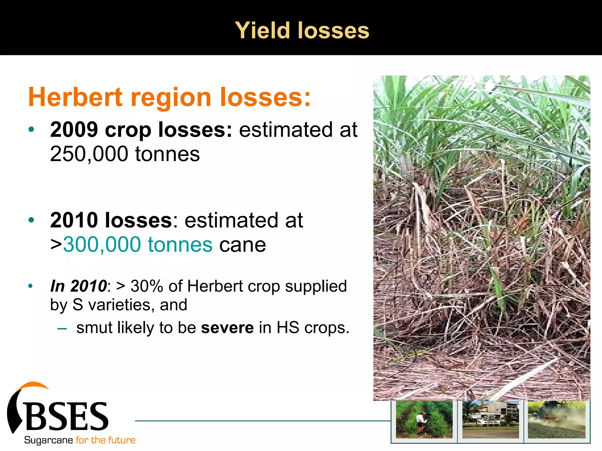 Yield losses Herbert region losses:   2009 crop losses:  estimated at 250,000 tonnes 2010 losses : estimated at  > 300,000 tonnes  cane In 2010 : > 30% of Herbert crop supplied by S varieties, and  smut likely to be  severe  in HS crops.  