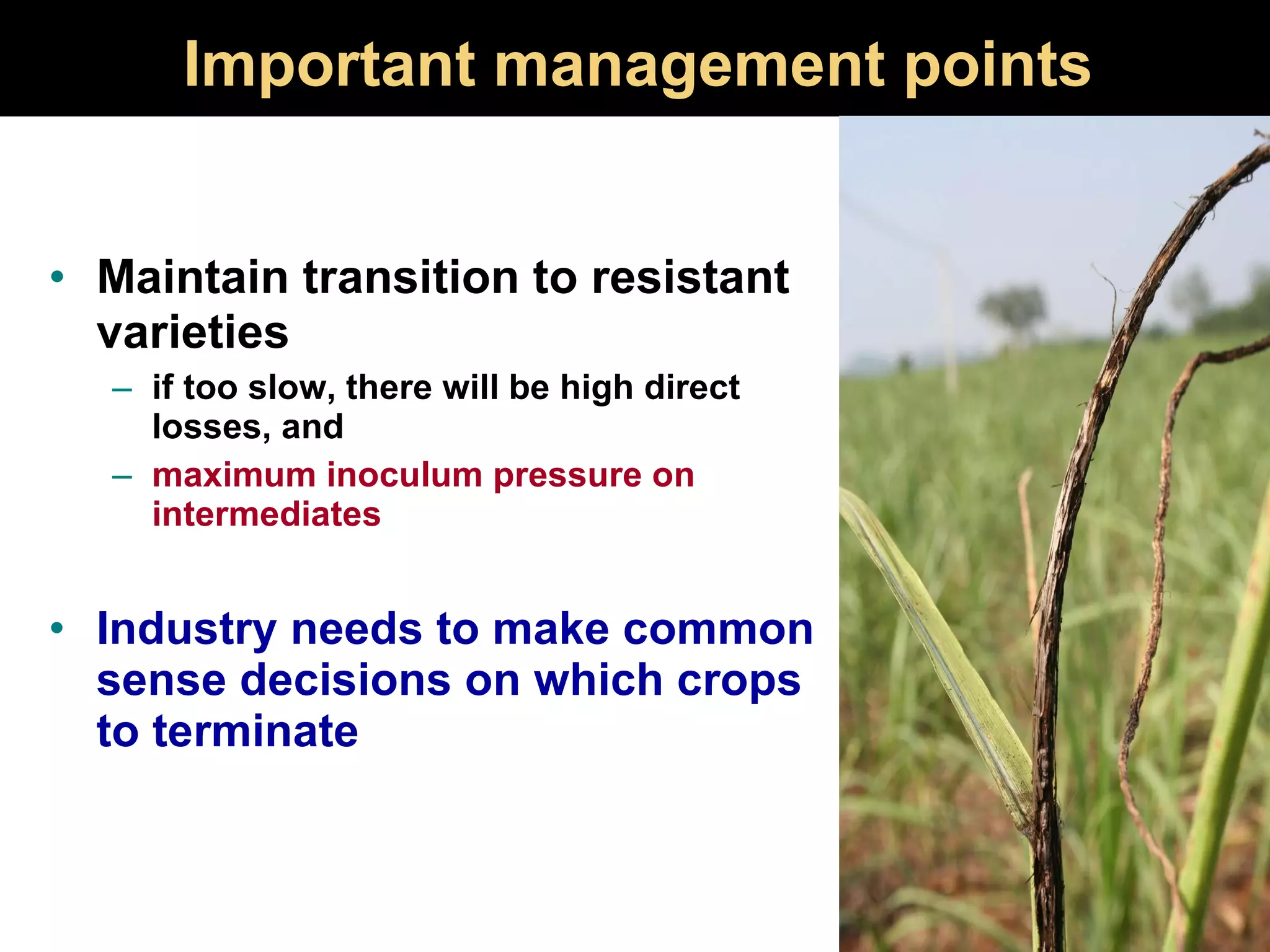 Important management points Maintain transition to resistant varieties   if too slow, there will be high direct losses, and  maximum inoculum pressure on intermediates Industry needs to make common sense decisions on which crops to terminate 