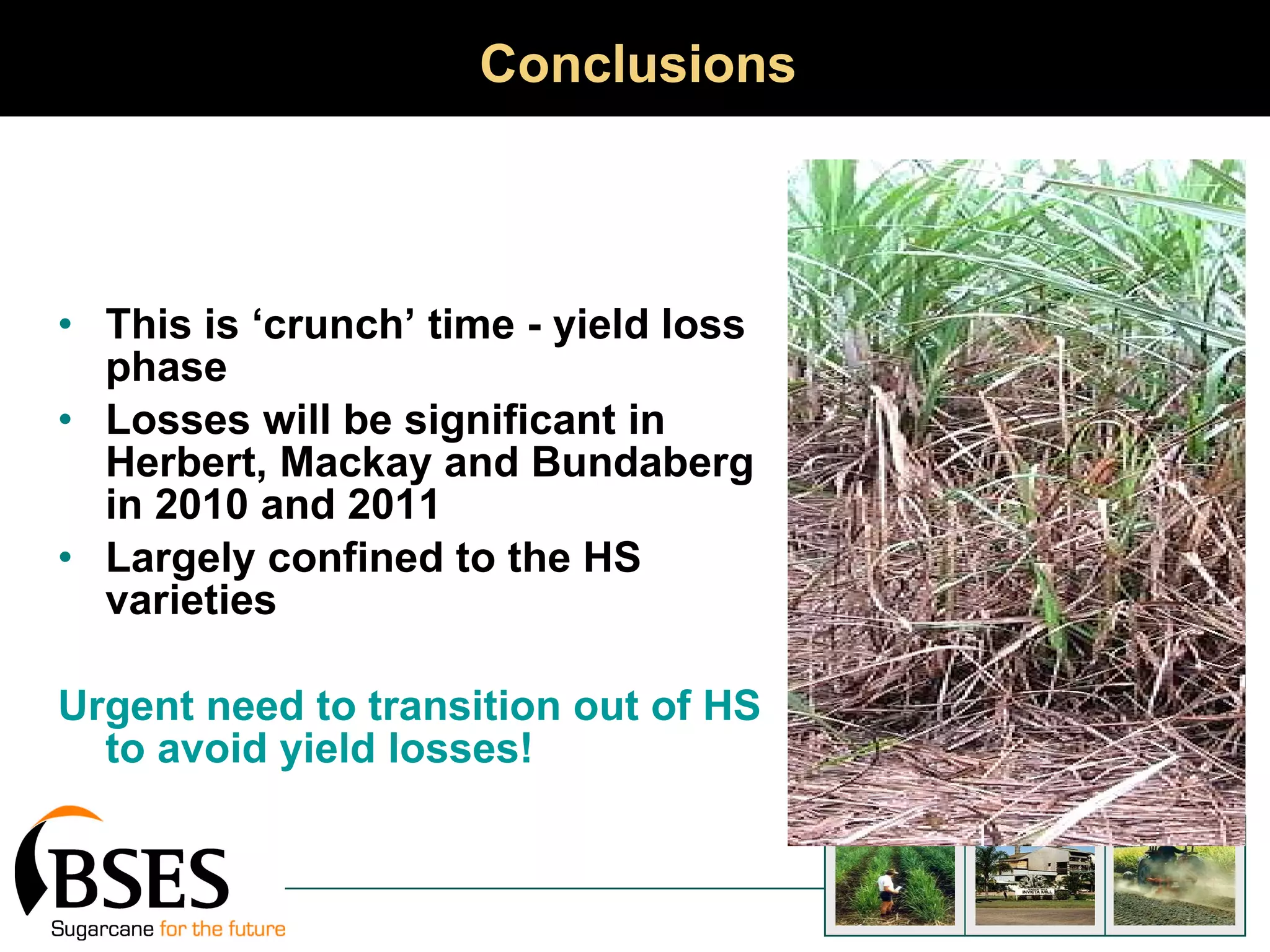 Conclusions This is ‘crunch’ time - yield loss phase Losses will be significant in Herbert, Mackay and Bundaberg in 2010 and 2011 Largely confined to the HS varieties Urgent need to transition out of HS to avoid yield losses! 