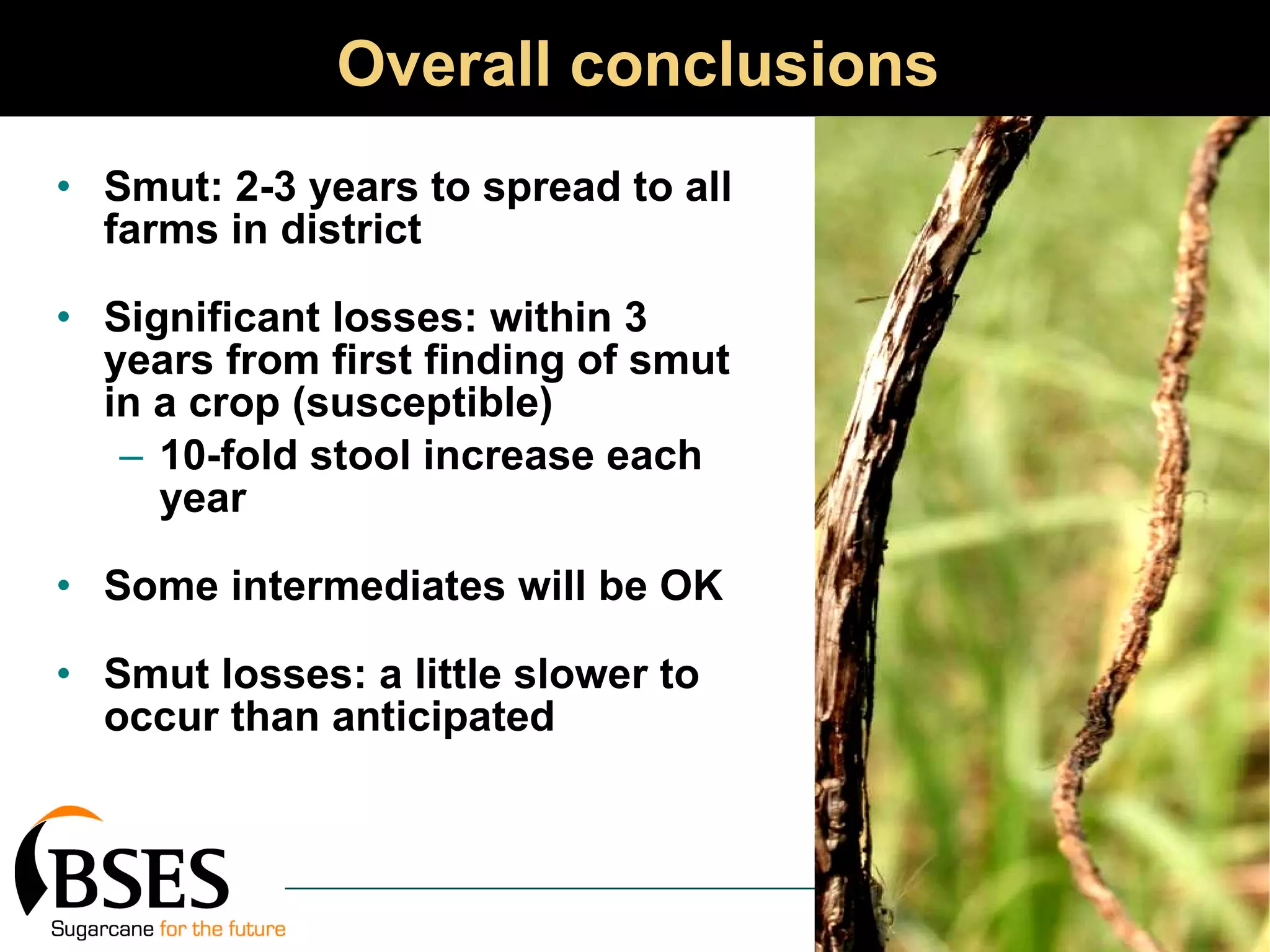 Overall conclusions Smut: 2-3 years to spread to all farms in district Significant losses: within 3 years from first finding of smut in a crop (susceptible) 10-fold stool increase each year Some intermediates will be OK Smut losses: a little slower to occur than anticipated 