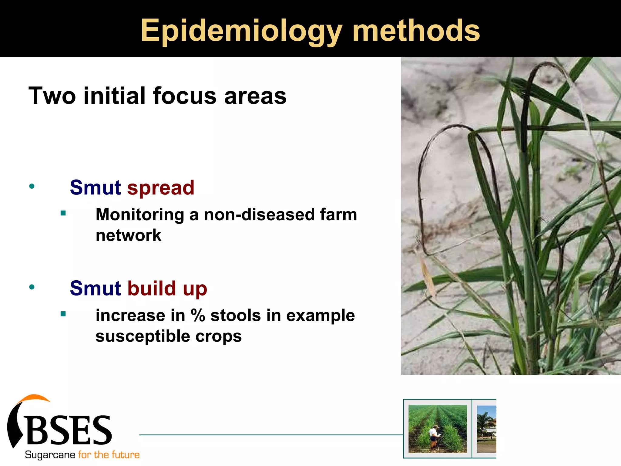 Epidemiology methods Two initial focus areas Smut  spread  Monitoring a non-diseased farm network Smut  build up   increase in % stools in example susceptible crops 
