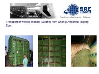 Transport of wildlife animals (Giraffe) from Changi Airport to Taiping  Zoo.  
