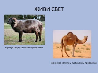 ЖИВИ СВЕТ
једногрба камила у пустињским пределима
каракул овца у степским пределима
 