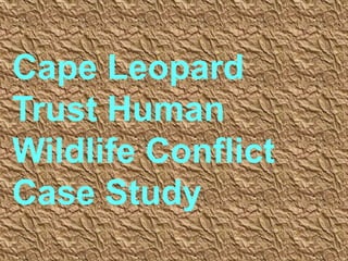 Where leopards come into
conflict with farmers by killing
livestock, at least three
outcomes present
themselves: (i) the ...