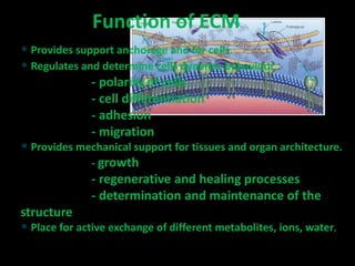• Provides support anchorage and for cells.
• Regulates and determine cells dynamic behaviour :
- polarity of cells
- cell differentiation
- adhesion
- migration
• Provides mechanical support for tissues and organ architecture.
- growth
- regenerative and healing processes
- determination and maintenance of the
structure
• Place for active exchange of different metabolites, ions, water.
Function of ECM
 