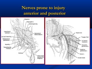 Nerves prone to injury
anterior and posterior

 