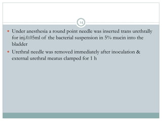  Under anesthesia a round point needle was inserted trans urethrally
for inj.0.05ml of the bacterial suspension in 5% mucin into the
bladder
 Urethral needle was removed immediately after inoculation &
external urethral meatus clamped for 1 h
14
 