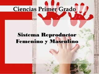 Ciencias Primer GradoCiencias Primer Grado
Sistema ReproductorSistema Reproductor
Femenino y MasculinoFemenino y Masculino
 