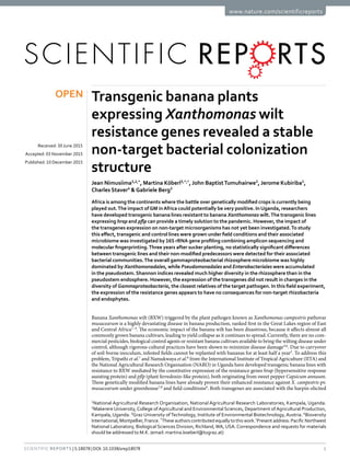 1Scientific Reports | 5:18078 | DOI: 10.1038/srep18078
www.nature.com/scientificreports
Transgenic banana plants
expressing Xanthomonas wilt
resistance genes revealed a stable
non-target bacterial colonization
structure
Jean Nimusiima1,2,*
, Martina Köberl3,*,†
, John Baptist Tumuhairwe2
, Jerome Kubiriba1
,
Charles Staver4
&Gabriele Berg3
Africa is among the continents where the battle over genetically modified crops is currently being
played out.The impact ofGM inAfrica could potentially be very positive. In Uganda, researchers
have developed transgenic banana lines resistant to banana Xanthomonas wilt.The transgenic lines
expressing hrap and pflp can provide a timely solution to the pandemic. However, the impact of
the transgenes expression on non-target microorganisms has not yet been investigated.To study
this effect, transgenic and control lines were grown under field conditions and their associated
microbiome was investigated by 16S rRNA gene profiling combining amplicon sequencing and
molecular fingerprinting.Three years after sucker planting, no statistically significant differences
between transgenic lines and their non-modified predecessors were detected for their associated
bacterial communities.The overall gammaproteobacterial rhizosphere microbiome was highly
dominated by Xanthomonadales, while Pseudomonadales and Enterobacteriales were accumulated
in the pseudostem. Shannon indices revealed much higher diversity in the rhizosphere than in the
pseudostem endosphere. However, the expression of the transgenes did not result in changes in the
diversity of Gammaproteobacteria, the closest relatives of the target pathogen. In this field experiment,
the expression of the resistance genes appears to have no consequences for non-target rhizobacteria
and endophytes.
Banana Xanthomonas wilt (BXW) triggered by the plant pathogen known as Xanthomonas campestris pathovar
musacearum is a highly devastating disease in banana production, ranked first in the Great Lakes region of East
and Central Africa1–4
. The economic impact of the banana wilt has been disastrous, because it affects almost all
commonly grown banana cultivars, leading to yield collapse as it continues to spread. Currently, there are no com-
mercial pesticides, biological control agents or resistant banana cultivars available to bring the wilting disease under
control, although rigorous cultural practices have been shown to minimize disease damage5,6
. Due to carryover
of soil-borne inoculum, infested fields cannot be replanted with bananas for at least half a year2
. To address this
problem, Tripathi et al.7
and Namukwaya et al.8
from the International Institute of Tropical Agriculture (IITA) and
the National Agricultural Research Organisation (NARO) in Uganda have developed transgenic banana lines with
resistance to BXW mediated by the constitutive expression of the resistance genes hrap (hypersensitive response
assisting protein) and pflp (plant ferredoxin-like protein), both originating from sweet pepper Capsicum annuum.
These genetically modified banana lines have already proven their enhanced resistance against X. campestris pv.
musacearum under greenhouse7,8
and field conditions6
. Both transgenes are associated with the harpin-elicited
1
National Agricultural Research Organisation, National Agricultural Research Laboratories, Kampala, Uganda.
2
Makerere University, College ofAgricultural and Environmental Sciences, Department ofAgricultural Production,
Kampala, Uganda. 3
Graz University ofTechnology, Institute of Environmental Biotechnology, Austria. 4
Bioversity
International, Montpellier, France. *
These authors contributed equally to this work.†
Present address: Pacific Northwest
National Laboratory, Biological Sciences Division, Richland,WA, USA. Correspondence and requests for materials
should be addressed to M.K. (email: martina.koeberl@tugraz.at)
received: 30 June 2015
accepted: 03 November 2015
Published: 10 December 2015
OPEN
 