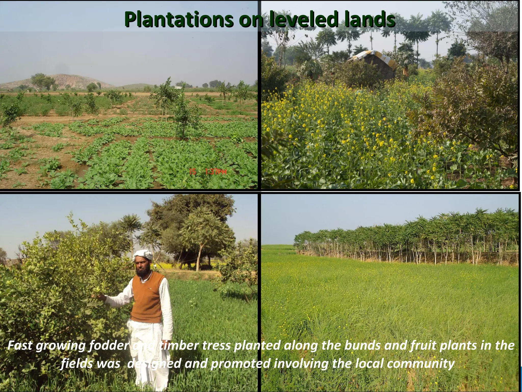 Plantations on leveled lands




Fast growing fodder and timber tress planted along the bunds and fruit plants in the
        fields was designed and promoted involving the local community
                                                                                  14
 