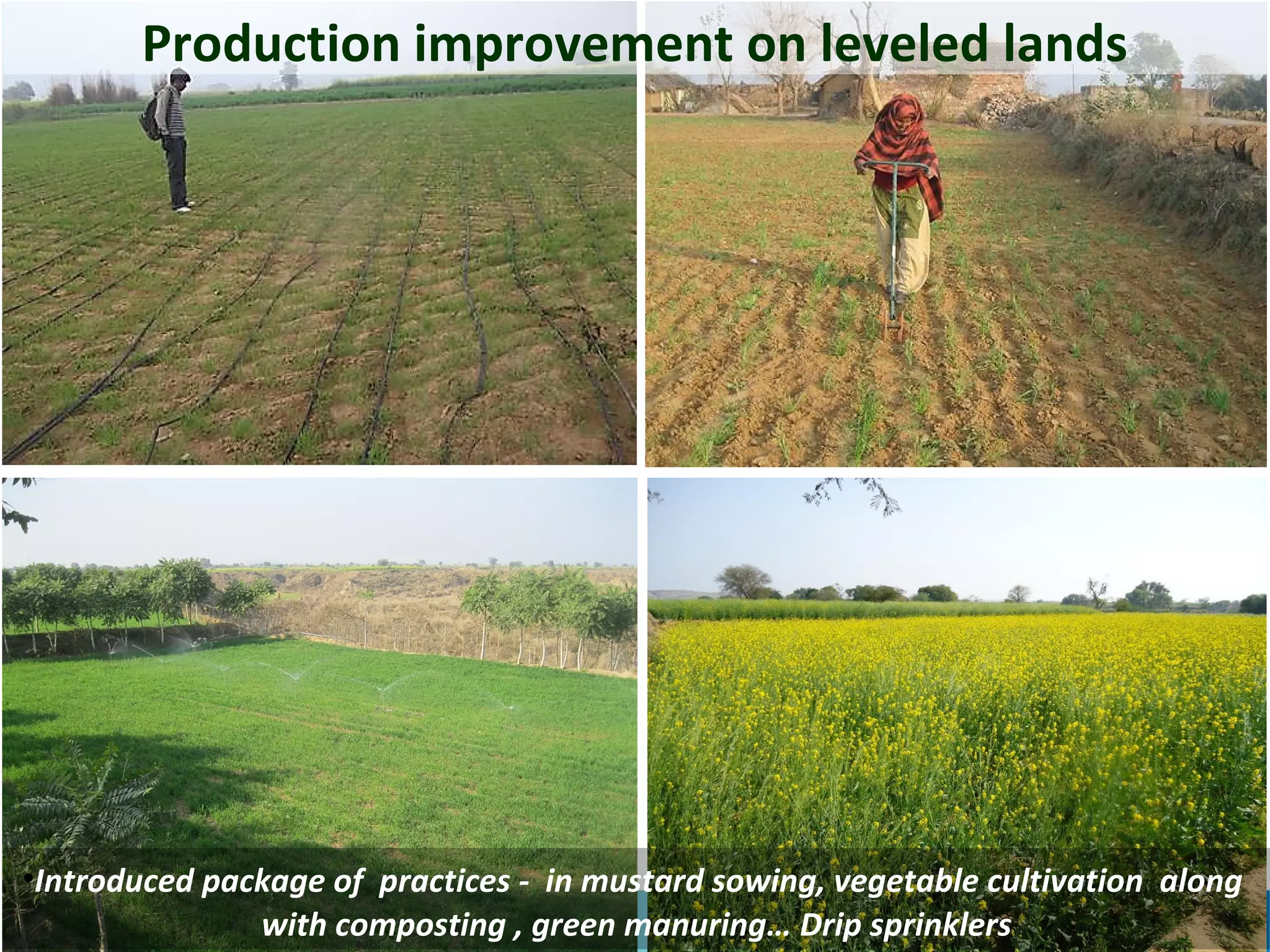 Production improvement on leveled lands




•Introduced package of practices - in mustard sowing, vegetable cultivation along
               with composting , green manuring… Drip sprinklers                 15
 