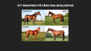 Ett smakprov på våra fina skolhästar
Conquest Penty
Kalina Greco
 