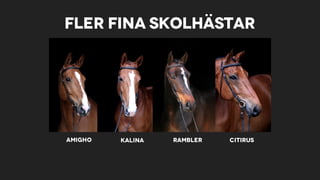 Fler fina skolhästar
Amigho CitirusKalina Rambler
 