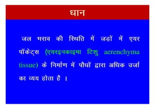 /kku

 ty Hkjko dh fLFkfr esa tM+ksa esa ,;j
ikWdsV~l ¼,;jbudkbek fV’kq aerenchyma
tissue) ds fuekZ.k esa ikS/kksa }kjk vf/kd mtkZ
dk O;; gksrk gS A
 