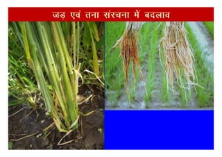 tM+ ,oa ruk lajpuk esa cnyko
 