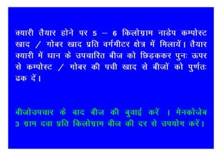 D;kjh rS;kj gksus ij 5 & 6 fdyksxzke ukMsi dEiksLV
[kkn @ xkscj [kkn izfr oxZehVj {ks= esa feyk;saA rS;kj
D;kjh esa /kku ds mipkfjr cht dks fNM+ddj iqu% Åij
ls dEiksLV @ xkscj dh iph [kkn ls chtksa dks iq.kZr%
<d nsaA


chtksmipkj ds ckn cht dh cqokbZ djsa A esudkstsc
3 xzke nok izfr fdyksxzke cht dh nj ls mi;ksx djsaA
 