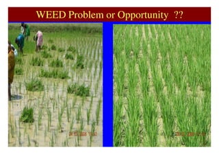 WEED Problem or Opportunity ??
 