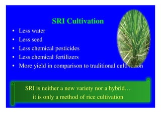 SRI Cultivation
•   Less water
•   Less seed
•   Less chemical pesticides
•   Less chemical fertilizers
•   More yield in comparison to traditional cultivation


      SRI is neither a new variety nor a hybrid…
        it is only a method of rice cultivation
 