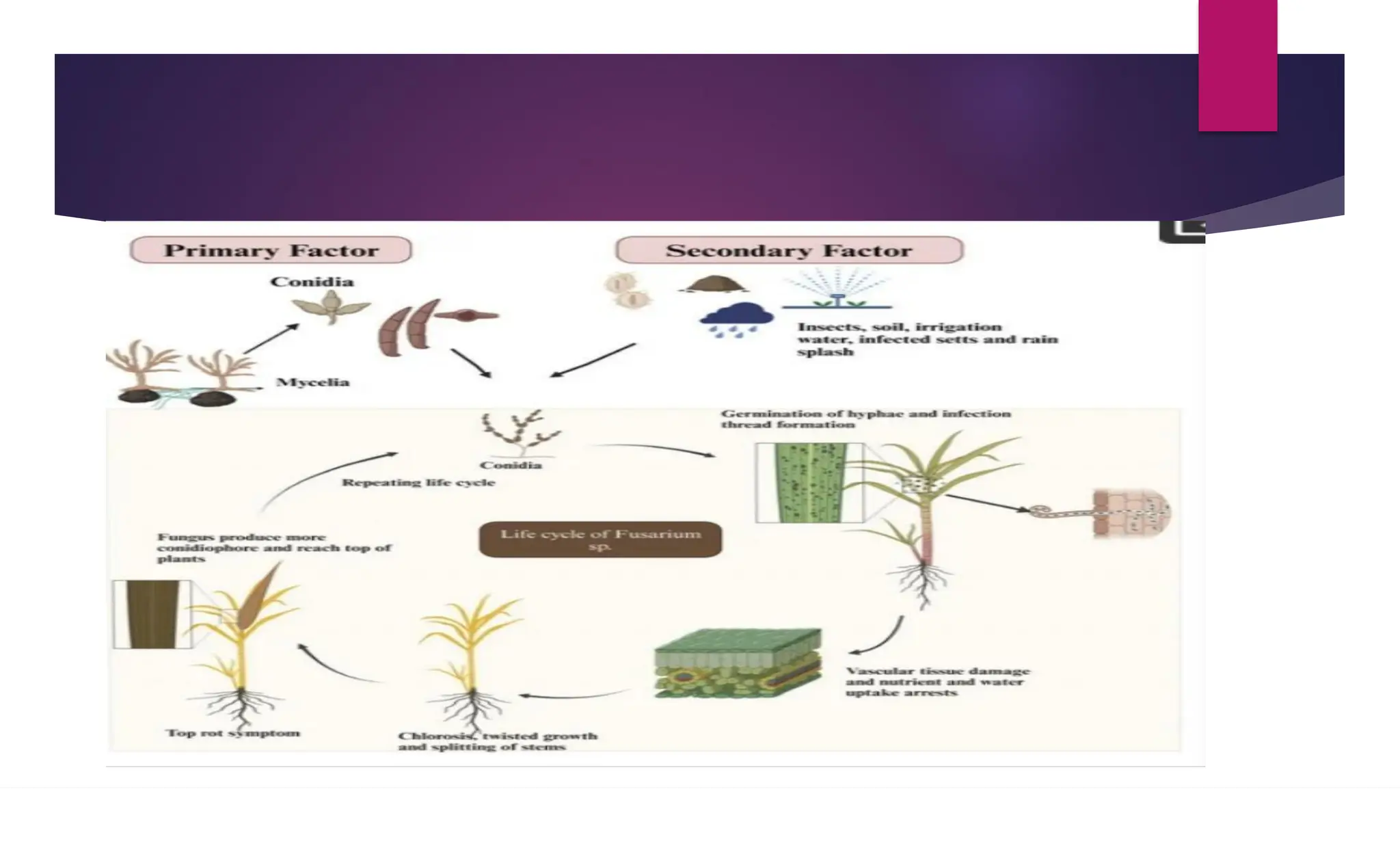Red rot of sugarcane.Fungal of diseases ,Soil and agriculture ...