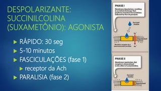 DESPOLARIZANTE:
SUCCINILCOLINA
(SUXAMETÔNIO): AGONISTA
 RÁPIDO: 30 seg
 5-10 minutos
 FASCICULAÇÕES (fase 1)
 receptor da Ach
 PARALISIA (fase 2)
 